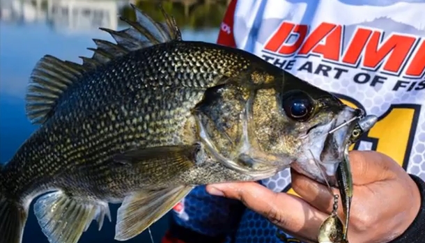 VIDEO: Fish Arrow J Spin